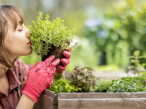 Growing Culinary and Medicinal Herbs for Your Kitchen and Your Well-Being