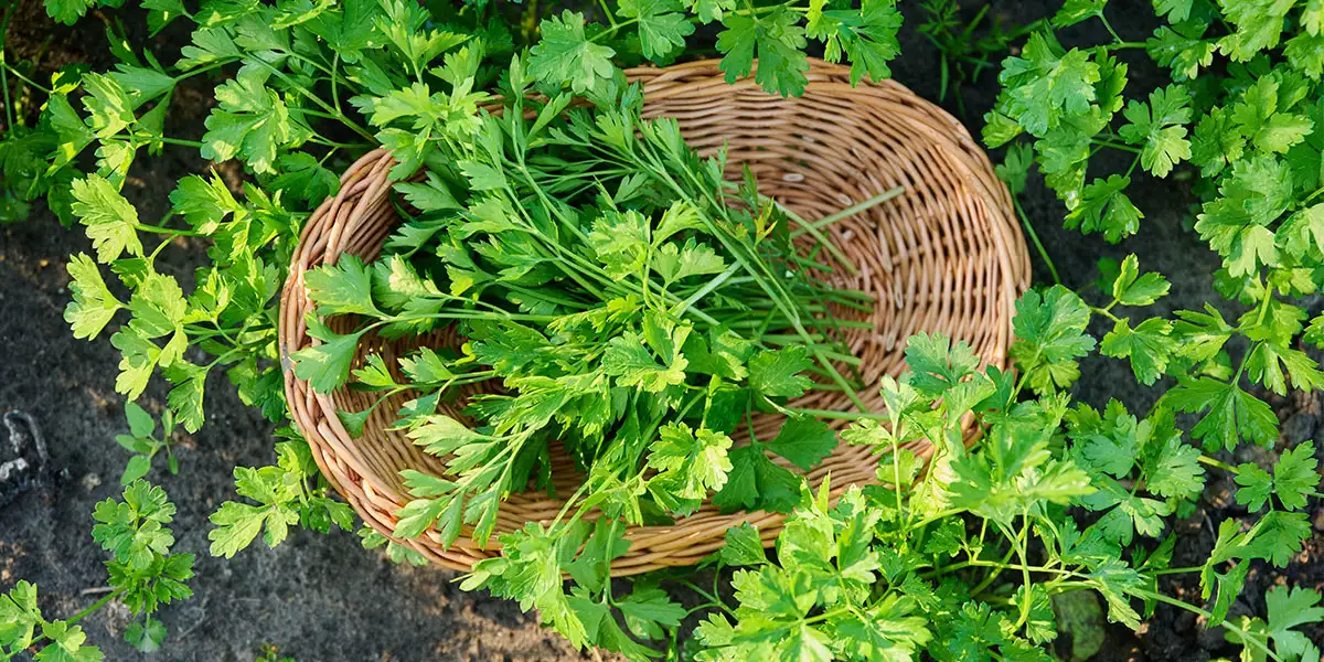Herb Gardening-Parsley Leaves