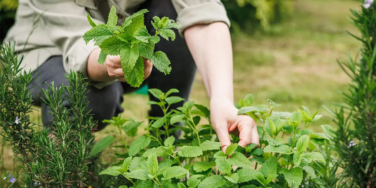 Herb Gardening-Picking Lemon Balm