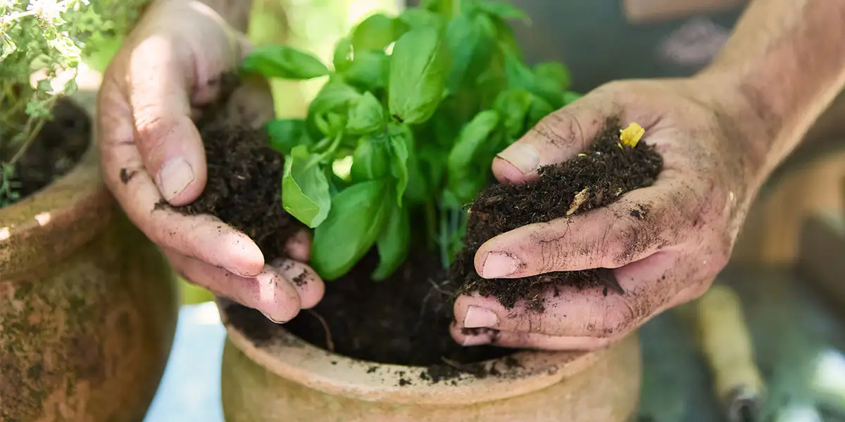 Herb Gardening-Planting Basil in Pot