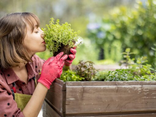 Growing Culinary and Medicinal Herbs for Your Kitchen and Your Well-Being