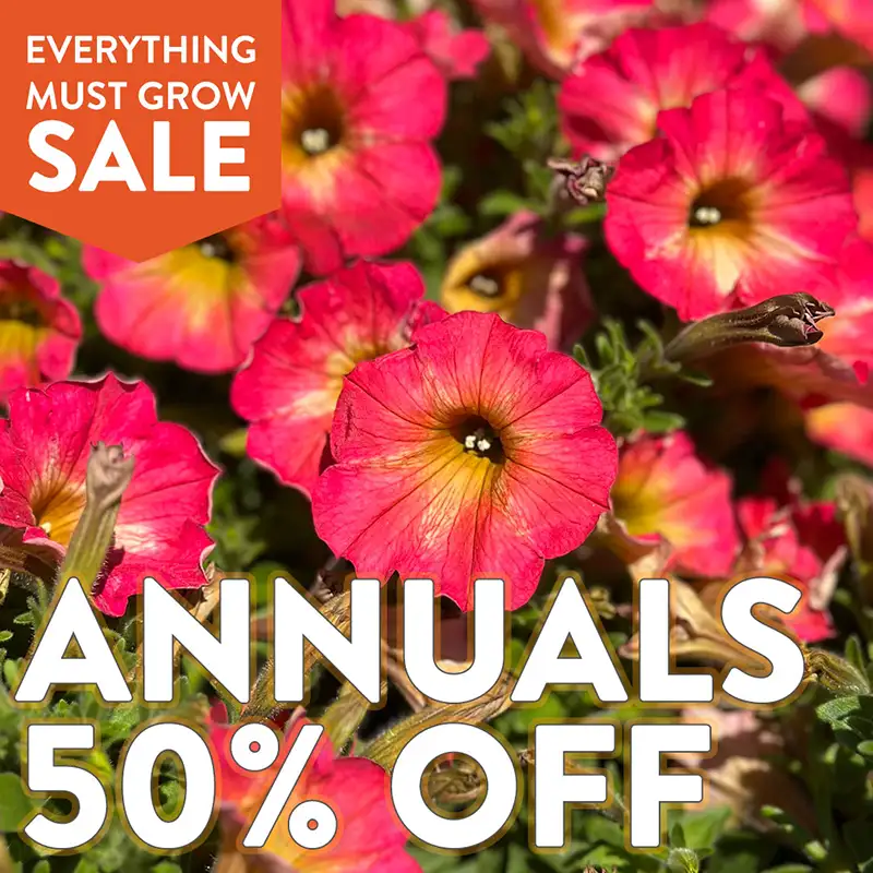 50% Off Annuals 50% Off Annuals