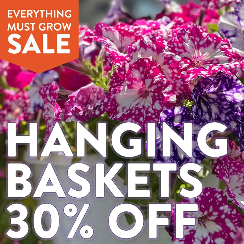 30% Off Hanging Baskets 30% Off Hanging Baskets