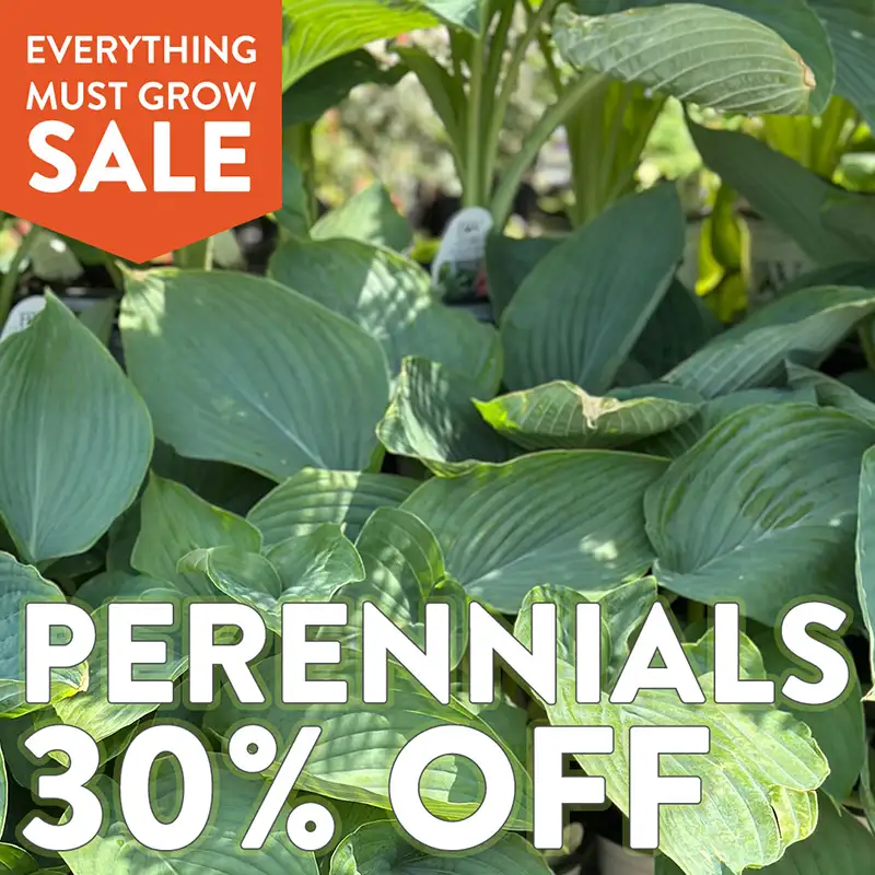 30%ff Perennials 30%ff Perennials